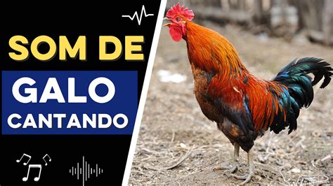 Free Galo Cantando Sound Effects Download